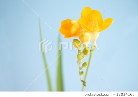 Freesia flowers 12034163