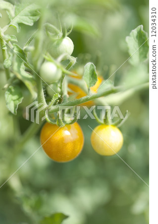 Micro Tomato Micro Tomato 12034310