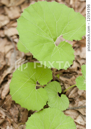 Fuuki leaves 12034396