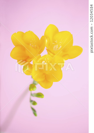 Freesia flowers 12034584