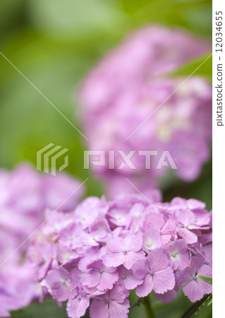 雨後的繡球花 雨後的繡球花 12034655