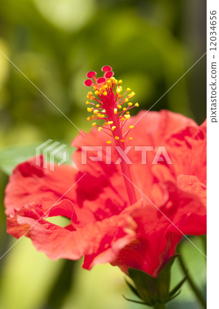 芙蓉花 芙蓉花 12034656