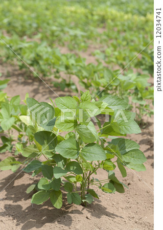 Edamame field 12034741