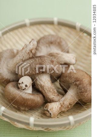 香菇 香菇 12034885