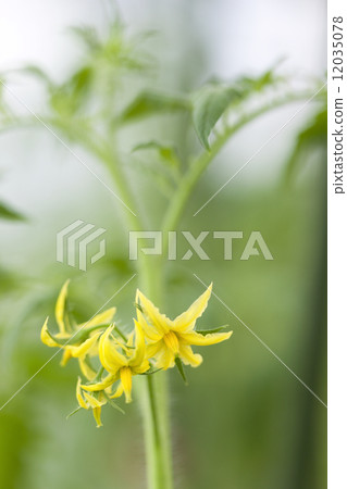 番茄花 12035078