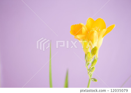 小蒼蘭花 12035079