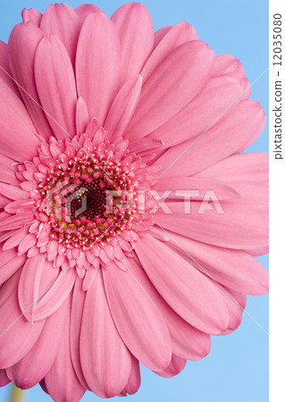 非洲菊花 12035080