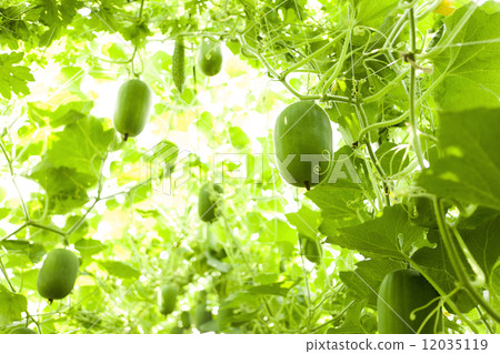 Tongan farm 12035119