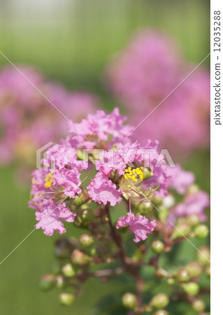 Flower of crape mybs 12035288