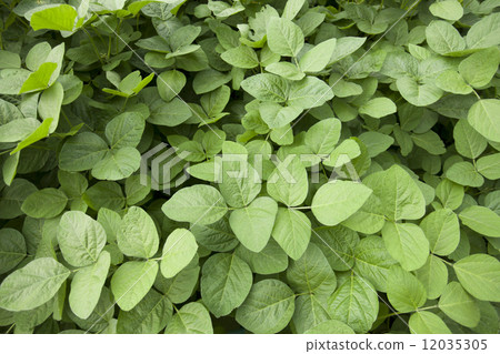 毛豆領域 12035305