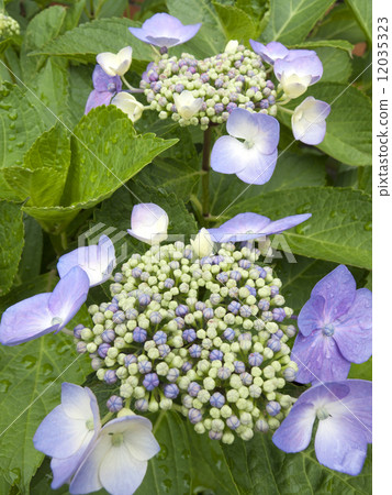 hydrangea flower hydrangea flower 12035323