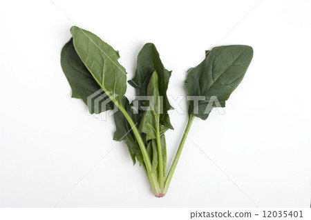 Spinach  12035401