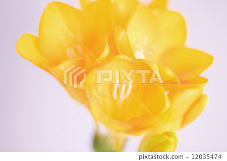Freesia flowers 12035474