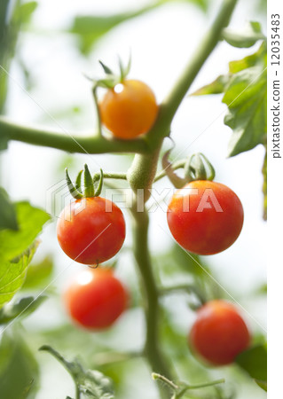 微番茄 12035483
