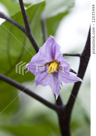 茄子花 12035494