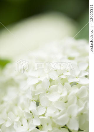 hydrangea flower hydrangea flower 12035551