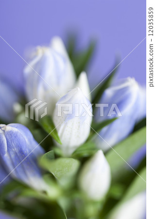 龍膽花 龍膽花 12035859