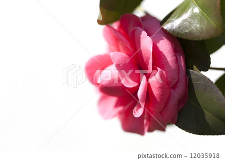 山茶花 12035918