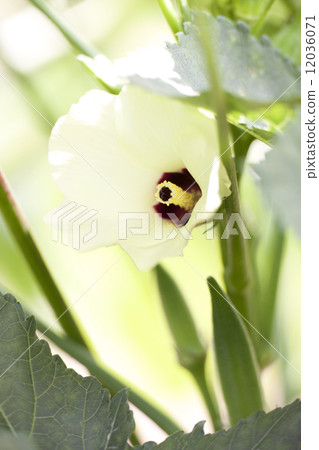 Okra's Flower 12036071