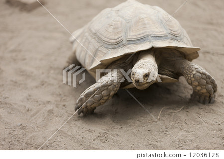 非洲鞭龜 12036128