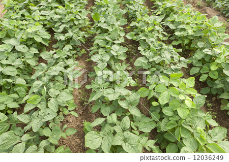 Edamame field 12036249