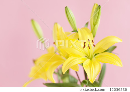 百合花 百合花 12036286