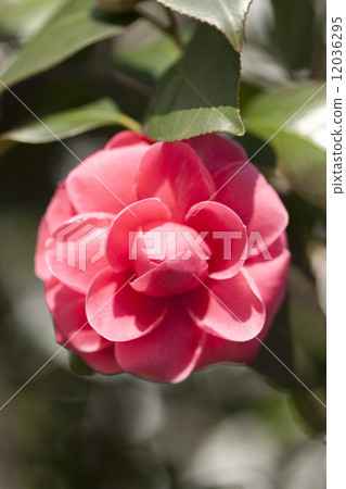 山茶花 12036295