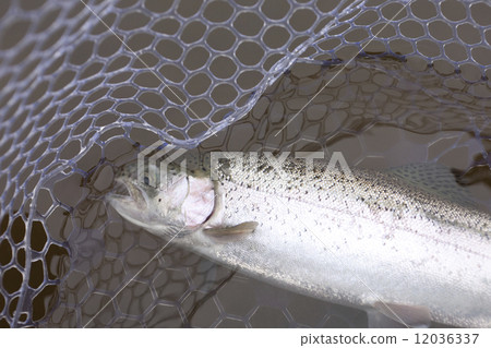 Rainbow trout fished 12036337