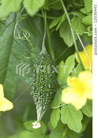Bitter gourd field 12036445