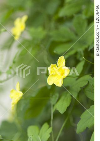 Bitter gourd field 12036466