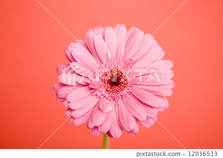 Gerbera flowers 12036513