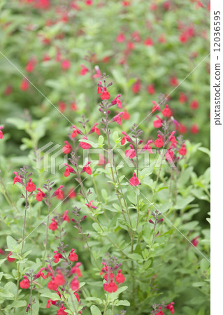 Cherry sage 12036595