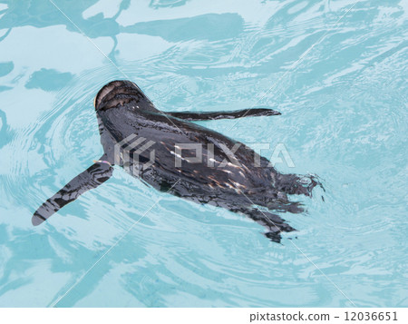 Iwatobi penguins Iwatobi penguins 12036651