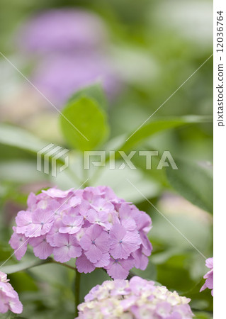 繡球花 繡球花 12036764