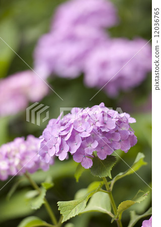 雨後的繡球花 12036765