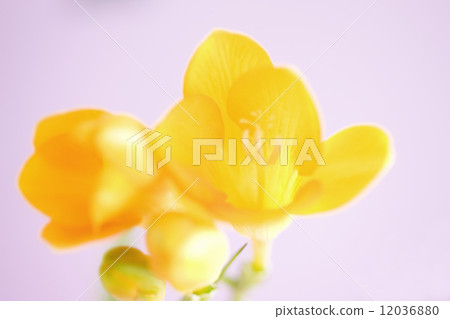 小蒼蘭花 小蒼蘭花 12036880