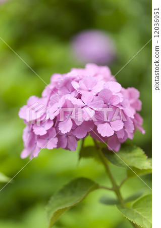 hydrangea flower 12036951