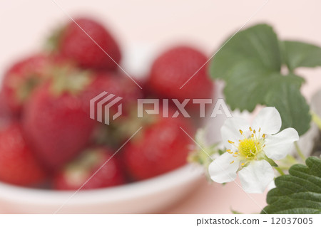 草莓花 12037005