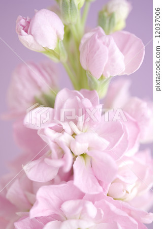 庫存花 12037006
