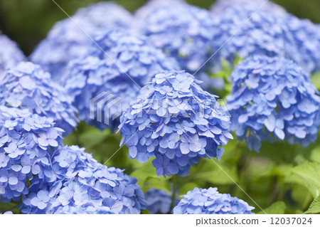 繡球花 繡球花 12037024