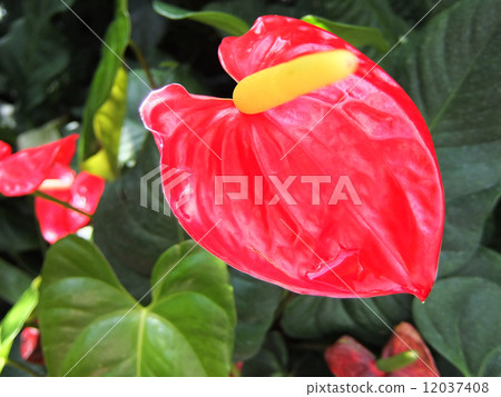 紅掌 紅掌 12037408