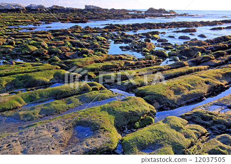 Nemoto沿海折疊岩石 Nemoto沿海折疊岩石 12037505