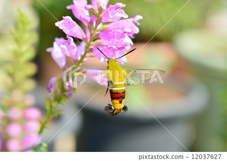 Scythe and Hanatraneo Scythe and Hanatraneo 12037627