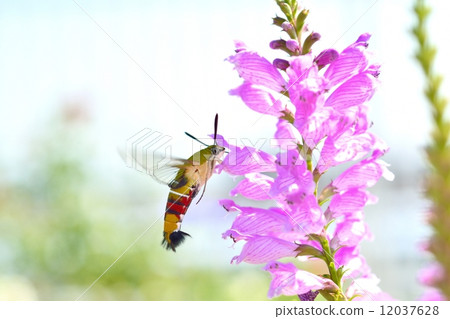 Scythe and Hanatraneo Scythe and Hanatraneo 12037628