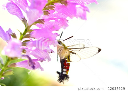 鐮刀和Hanatraneo 12037629