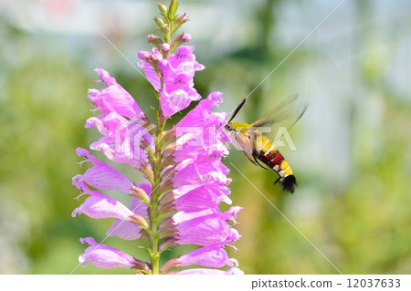 Scythe and Hanatraneo 12037633