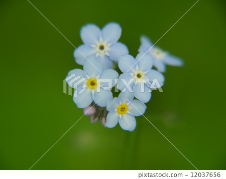 Ezomurasaki 12037656