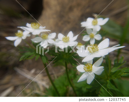 Hakusan Ichige 12037745