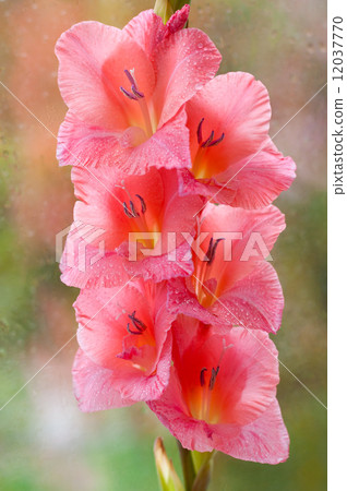 Beautiful pink gladiolus 12037770