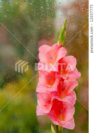 Beautiful pink gladiolus 12037775